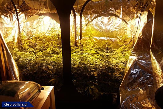 Zdecydowana walka opolskiego CB�P z przest�pczo�ci� narkotykow�