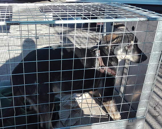 Bezpański pies trafił do boksu w ZOŚ Międzyzdroje