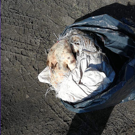 Podrzucono martwe zwierzta w worku 
