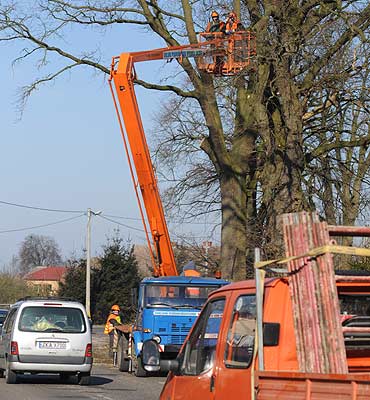 Kończy się wycinka drzew przy drodze Kamień Pomorski – Dziwnówek. Będą korki!