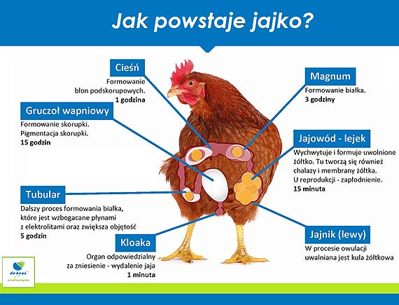 Polacy jedz coraz wicej jaj, nie tylko w Wielkanoc - ceny jaj spadaj