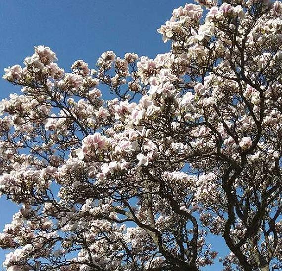 Kwitnca magnolia- czy jest co rwnie piknego?