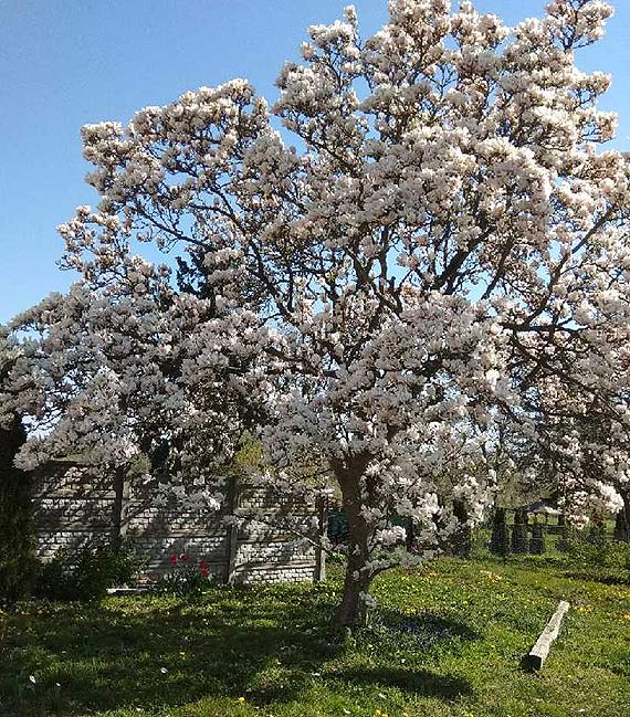 Kwitnca magnolia- czy jest co rwnie piknego?