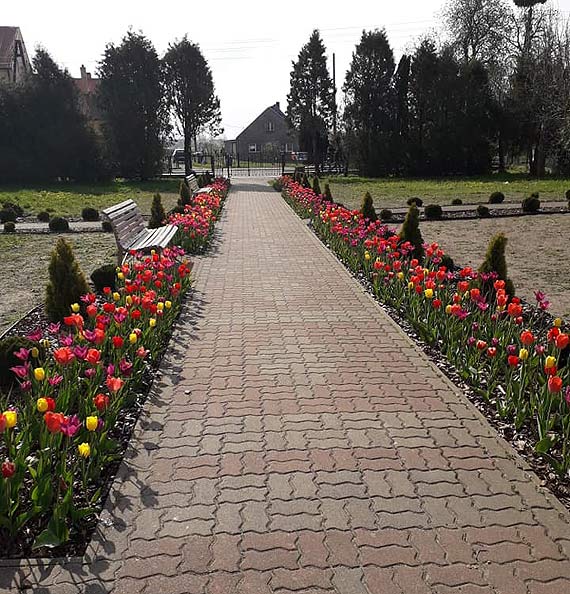 Posadzone jesieni tulipany wanie rozkwitaj