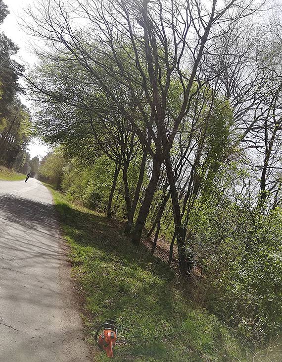 Straacy wycili pochylone nad jezdni drzewo