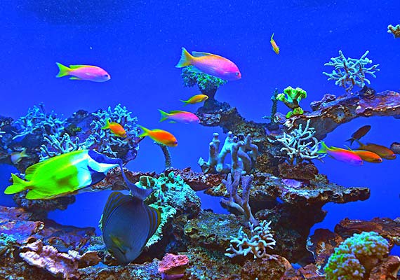 W Międzyzdrojach zostało otwarte nowe Oceanarium