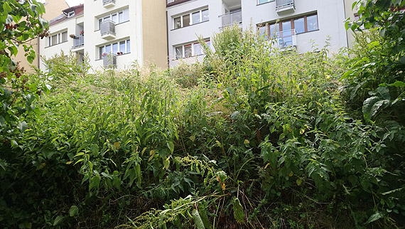 Zaniedbana skarpa szpeci estetykę miasta
