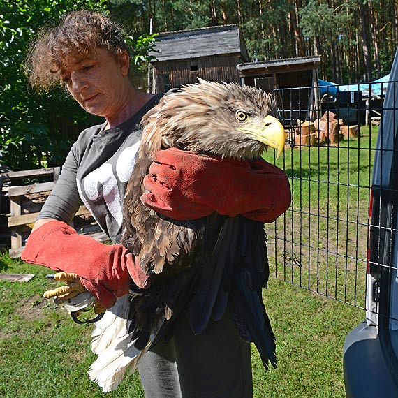 Pomaga dzikim zwierzętom, a teraz sam potrzebuje pomocy
