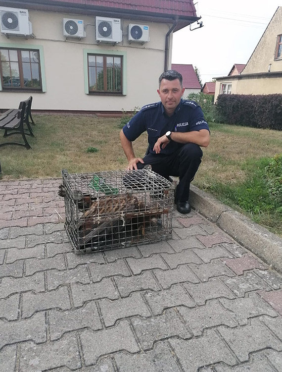 Policjanci uratowali or�a