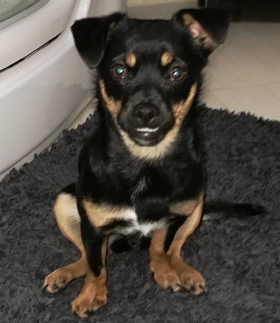 Na terenie Chomina zagina suczka Lusia