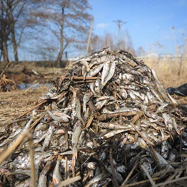 Mi�dzyzdroje: Ze smr�dki wyci�gni�to g�r� �ni�tych ryb