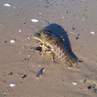 Ba�tyk wyrzuca skorupiaki
