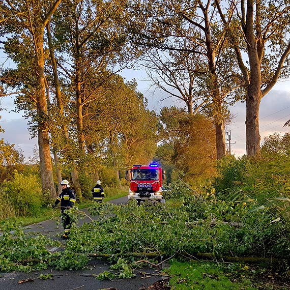 Niebezpieczne zapomniane topole