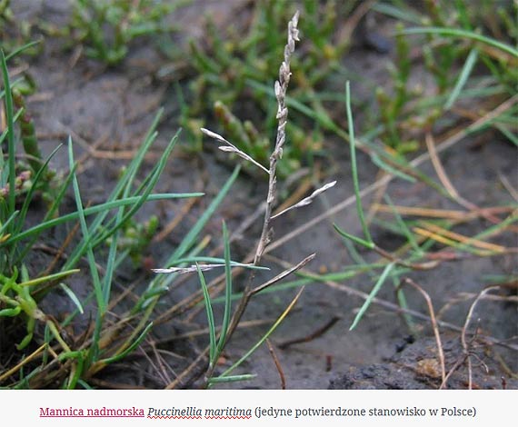 „Okiem pana Marcina”: Warunki naturalne Wyspy Chrzszczewskiej