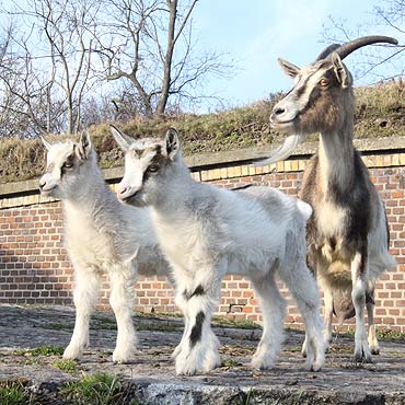 Kozi regiment powi�kszy� si�