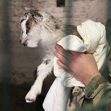 Kozi regiment powiększył się