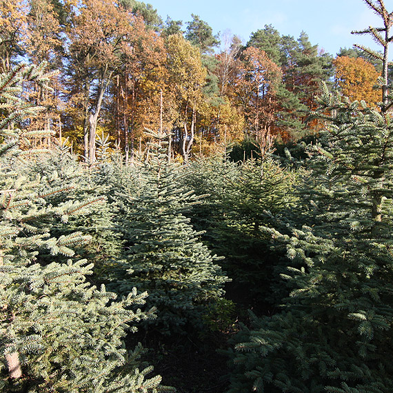 Choinka - kawa�ek lasu w naszym domu