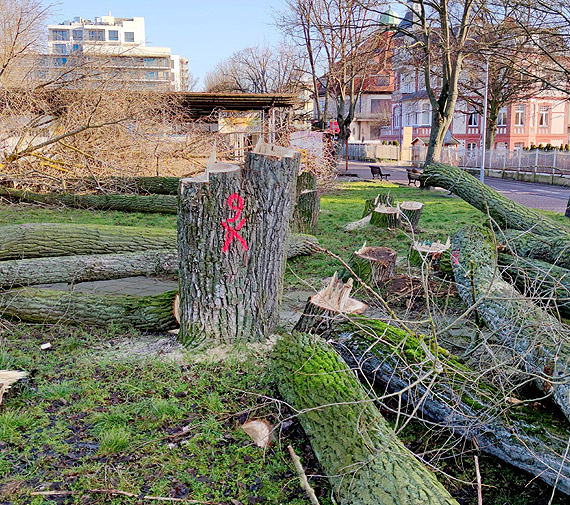 Zieleń dla Międzyzdrojów