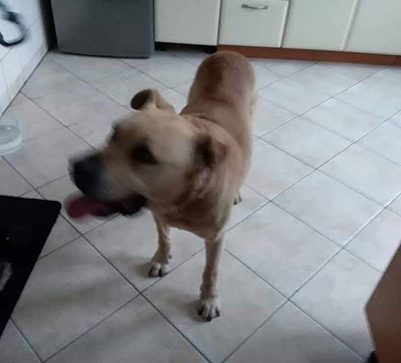 W Kamieniu Pomorskim znaleziono psa