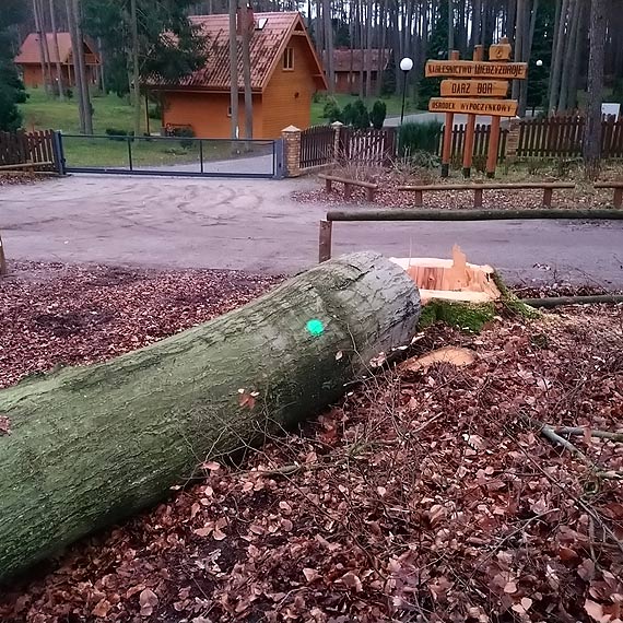 Masowa zagada bukw w Midzyzdrojach