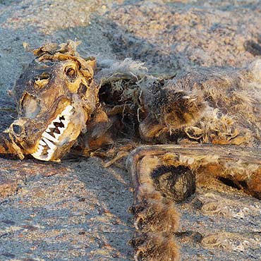 Szokuj�ce znalezisko na pla�y. Woda wyrzuci�a rozk�adaj�ce si� zw�oki psa