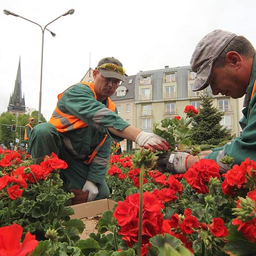 Posadz� 41 tysi�cy kwiat�w. Zobacz film