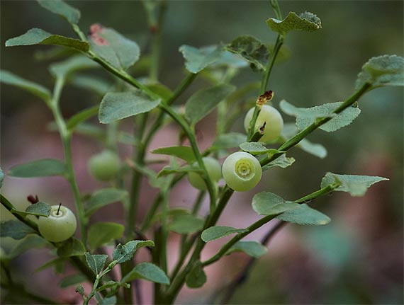 Bia�a bor�wka czarna