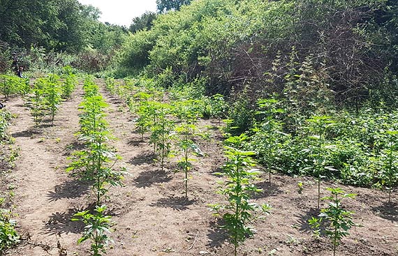 Kryminalni z KWP Szczecin zlikwidowali nielegaln� plantacj� narkotyk�w