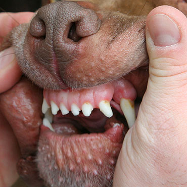 Karateka go�ymi r�kami walczy� z rozw�cieczonym amstafem 