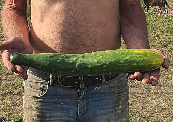 Mizeria dla caej rodziny z… jednego ogrka. Gigant wyrs w ogrdku w Wysokiej kamieskiej