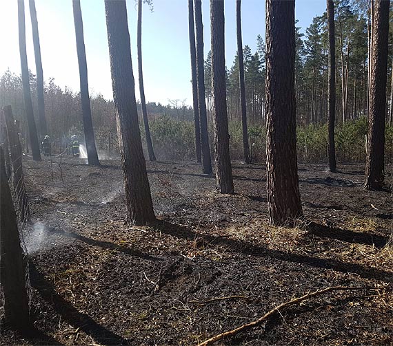 5000 z� za wskazanie sprawcy podpale� w Nadle�nictwie Kliniska