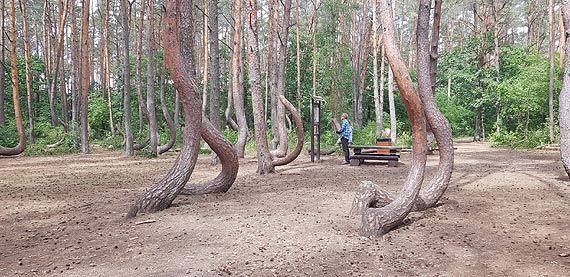 Krzywy las zyska nowe �ycie. Rewitalizacja Krzywego Lasu sposobem na zachowanie zamieraj�cych drzew