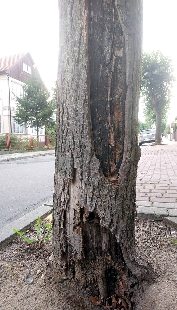 Mieszkaniec: Co się dzieje z zielenią w Międzyzdrojach?