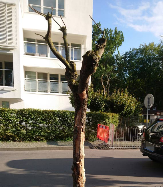 Mieszkaniec: Co się dzieje z zielenią w Międzyzdrojach?