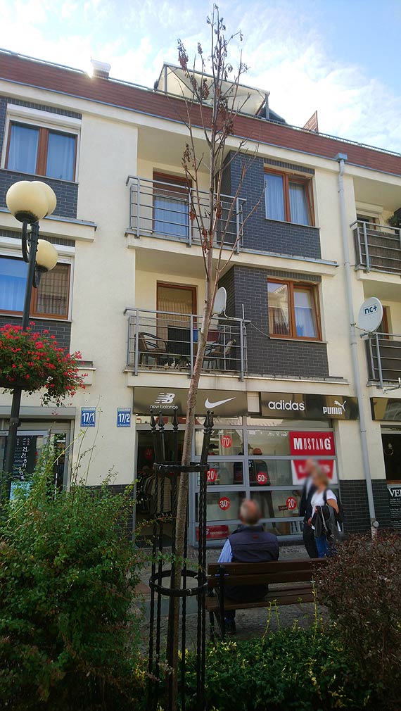 Mieszkaniec: Co się dzieje z zielenią w Międzyzdrojach?