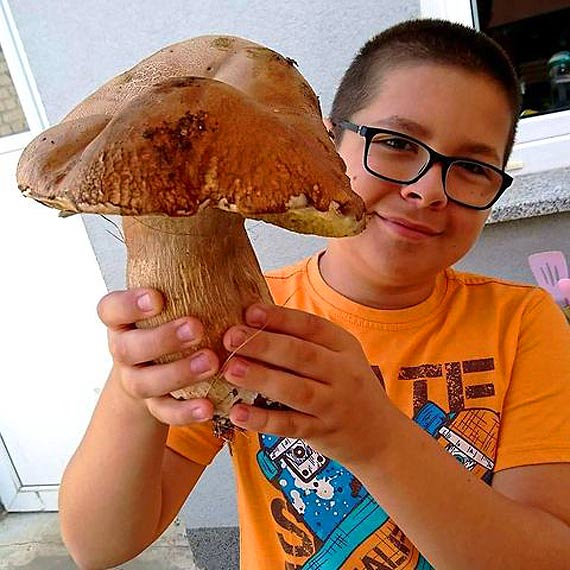 Taaaaki okaz! 0,5 kg prawdziwka w grzybie