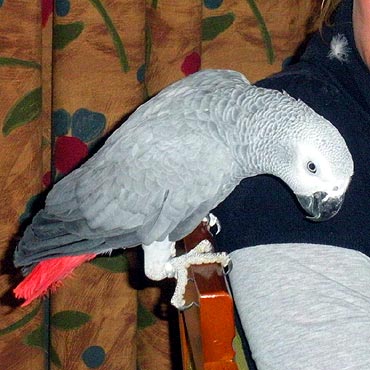 Mi�dzyzdroje: Zagin�a papuga. Grozi jej �miertelne niebezpiecze�stwo