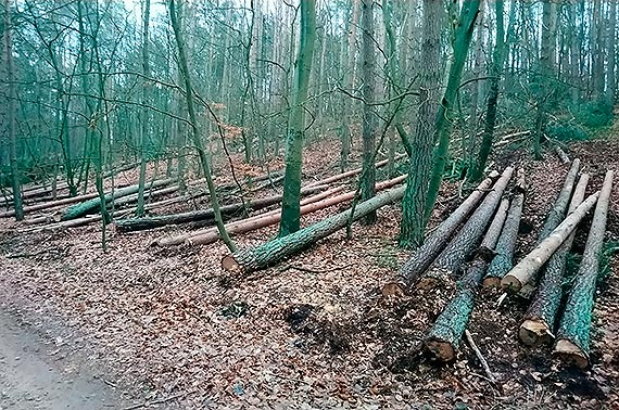 Czytelnik: Wycinają drzewa w WPN!