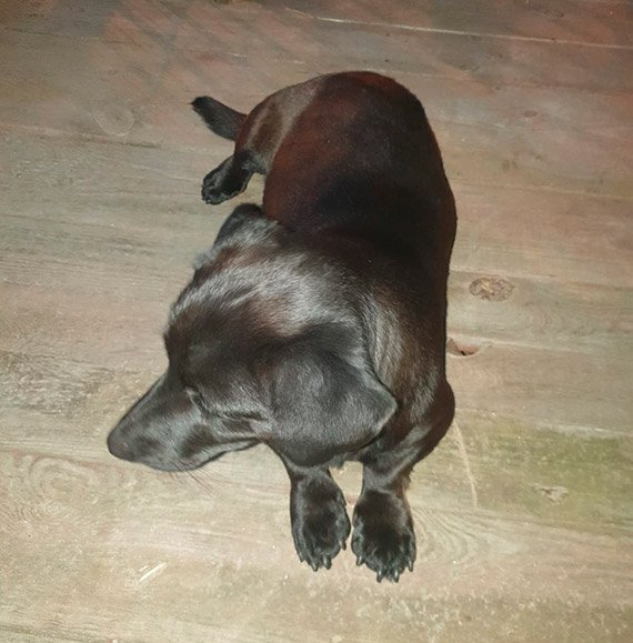 W Midzyzdrojach znaleziono bkajcego si pieska