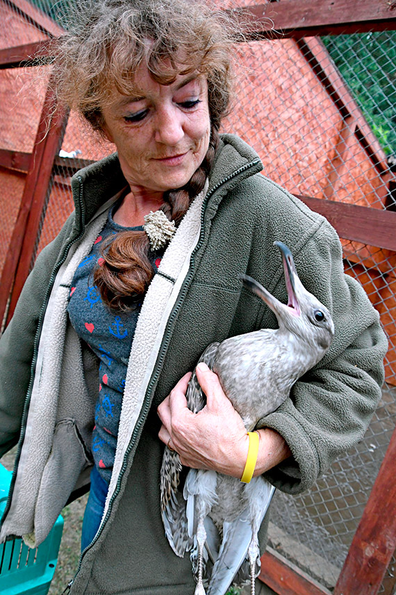 Orodek Rehabilitacji dla Dzikich Zwierzt w Warnowie wznawia dziaalno