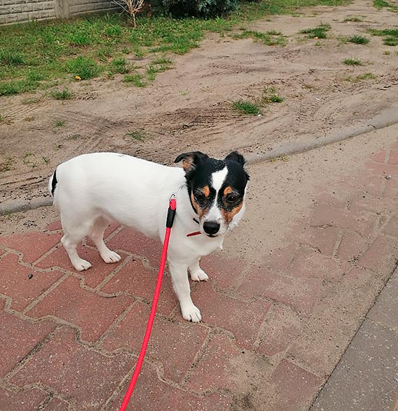 Poszukiwany właściciel psa