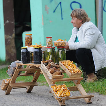 W lasach pojawi�y si� grzyby