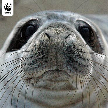 Mi�dzyzdroje: Dowiedz si� wi�cej o foce szarej