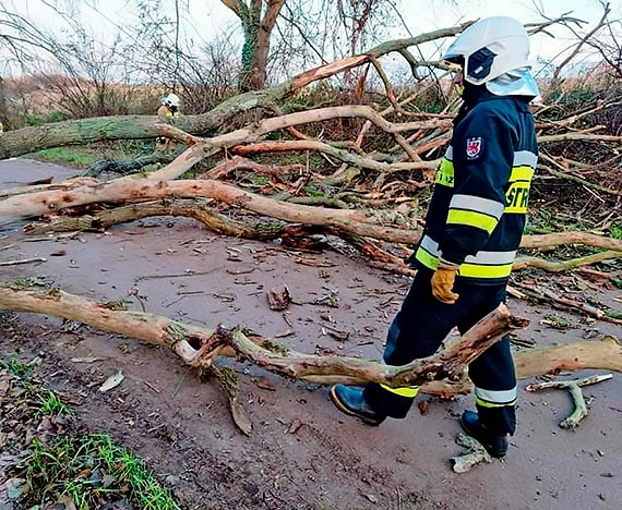 Straacy usuwali pochylone nad jezdni drzewo
