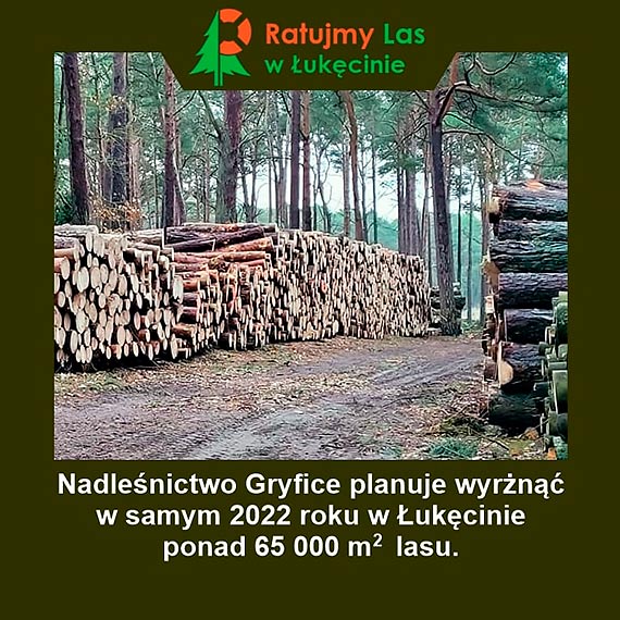 Mieszkańcy i turyści sprzeciwiają się wycince nadmorskiego lasu w Łukęcinie: Jesteśmy przerażeni rozmiarem spustoszenia!