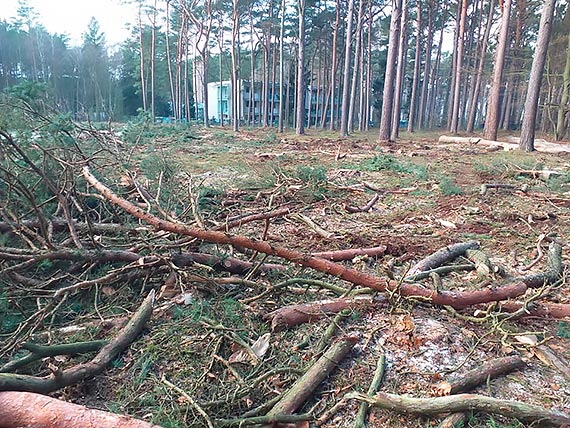 Mieszkańcy i turyści sprzeciwiają się wycince nadmorskiego lasu w Łukęcinie: Jesteśmy przerażeni rozmiarem spustoszenia!