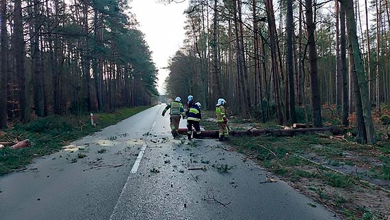 Burmistrz Ewa Grzybowska dzikuje straakom