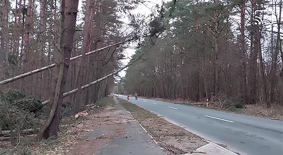 Strażacy z OSP Kołczewo usuwali drzewa zagrażające kierowcom