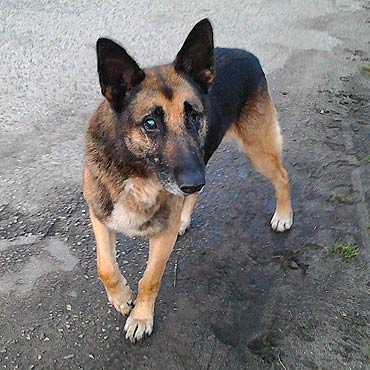 Trzebieszewo: Porzuconego owczarka dokarmiaj� dzieci