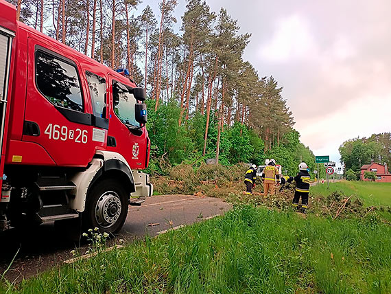 Powalone drzewo na drodze wojewdzkiej 106